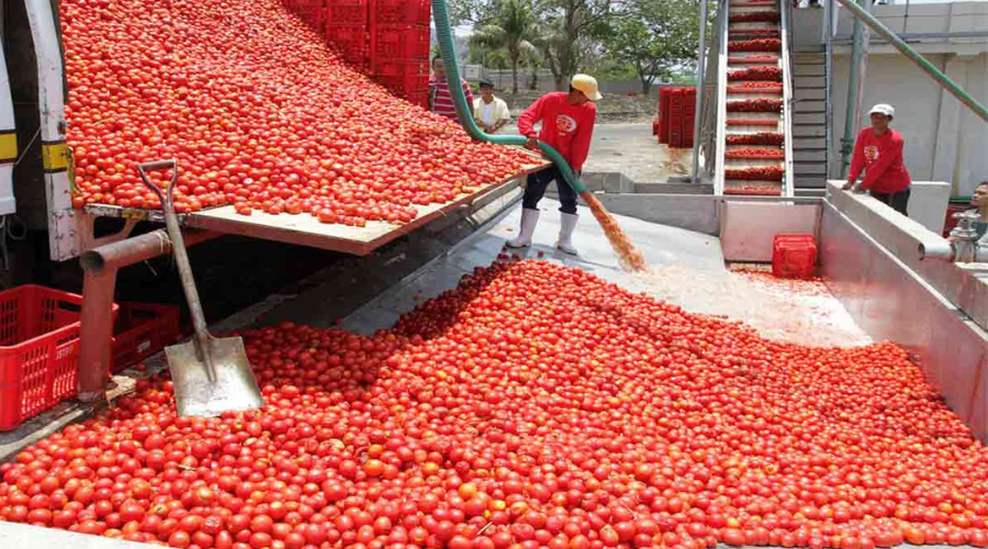 We Will Re-Establish Largest Spanish Tomato Factory — FG
