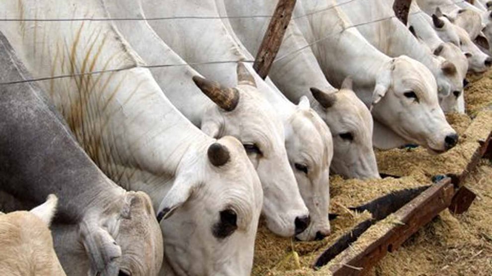 Arla Foods Imports 216 Cows To Boost Milk Production