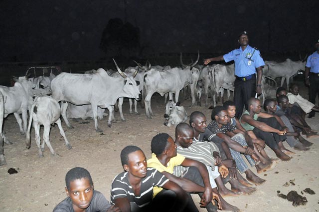 Herder, Cows, Sheep Apprehended Over Farm Destruction