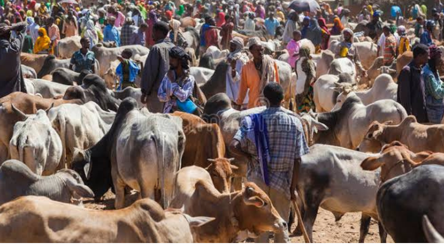 ARDS Sites Standard Livestock Market In Kugbo