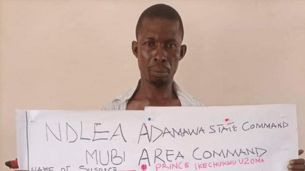 NDLEA Arrests Notorious Drug Dealer In Adamawa 