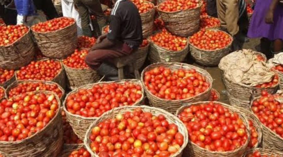 FCTA Trains 300 Women On Tomato Paste Processing, Preservati