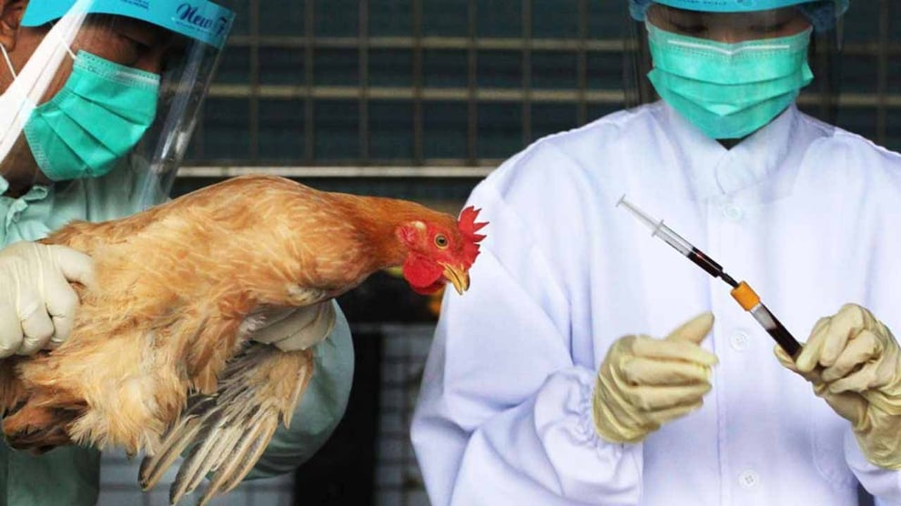 US: Bird Flu Detected In Southeast Alaska
