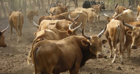 Sierra Leone: Cow Meat Importation Banned From Liberia