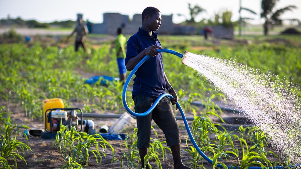 Institute Develops Flood Resistant Maize, Other Seeds