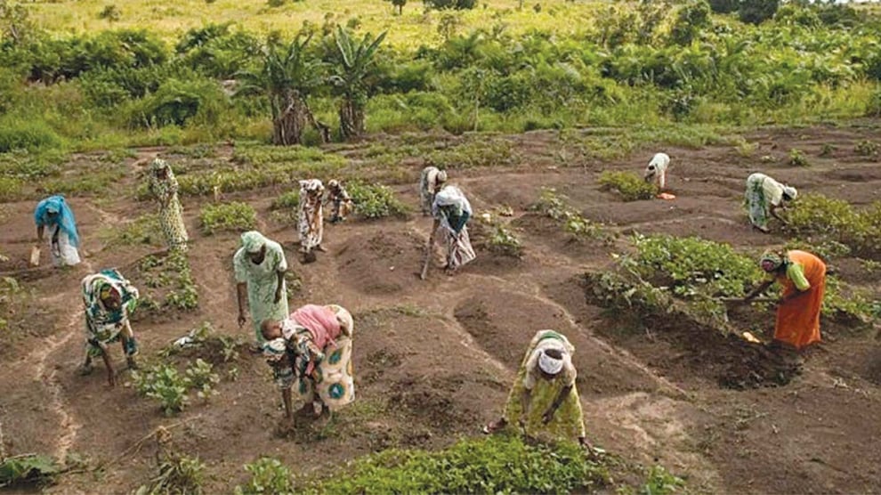 Bauchi Female Farmers Call For Better Opportunities In Agric