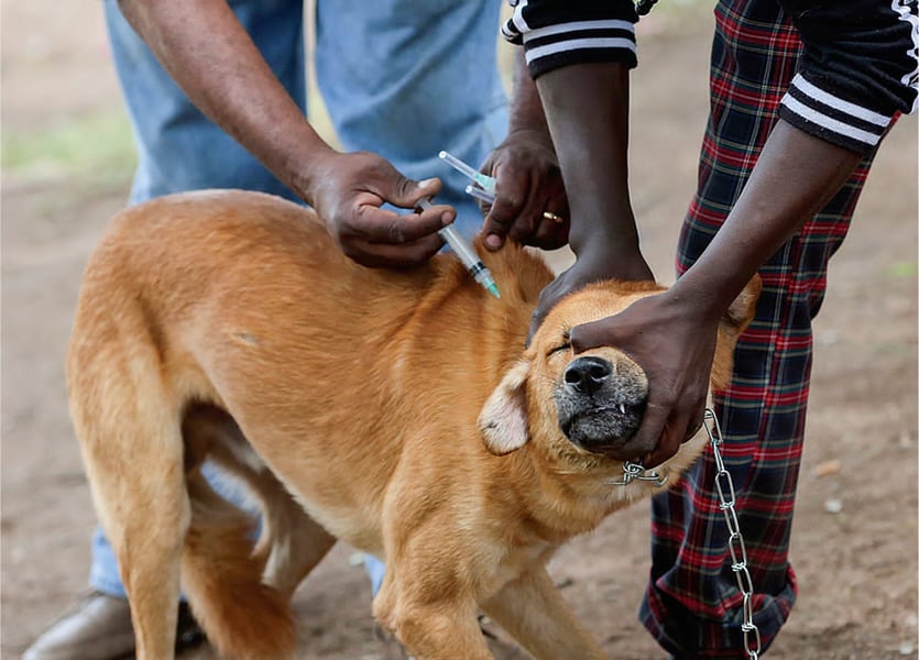Rabies: FG Calls For Annual Vaccination Of Dogs