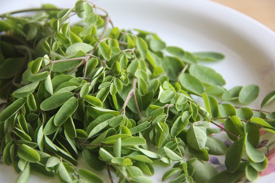 Council Promises Support To Boost Moringa Farming In Katsina