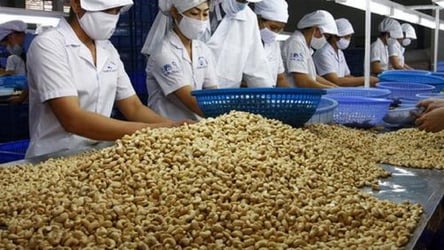 Julius Berger Ventures Into Cashew Nut Processing