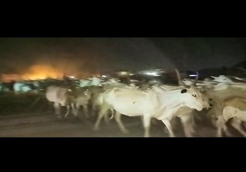 Amotekun Steps In To Prevent Cattle, Herdsmen Invasion Of Os