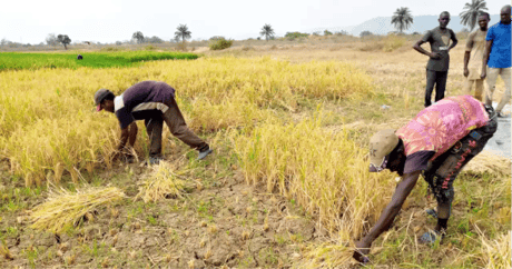 AFAN Calls For Re-introduction Of GES Farmers Empowerment Sc