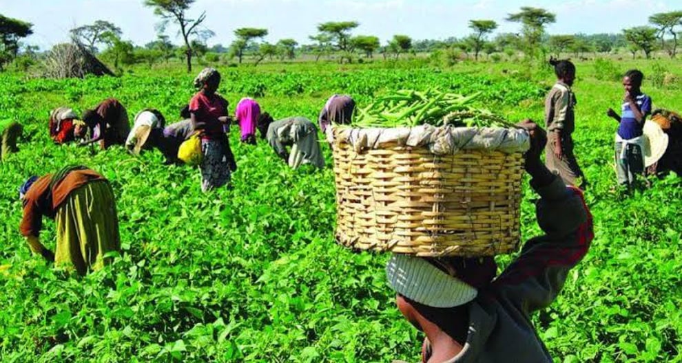Seven Major Challenges, Problems Of Nigeria's Agricultural S