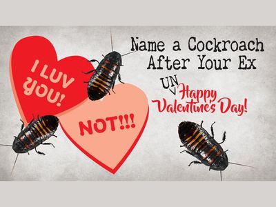 You Can Name A Cockroach After Your Ex For Valentine