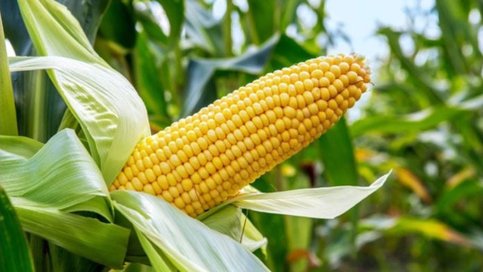 Maize Association Repays ABP Loans, Erects Maize Pyramid