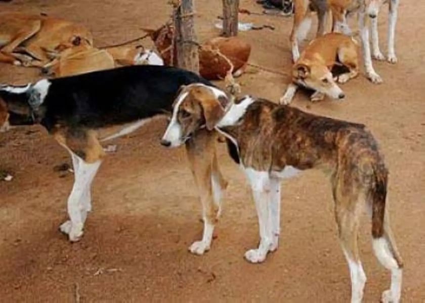 Rabies: Ebonyi Reports Eight Cases In Nine Months