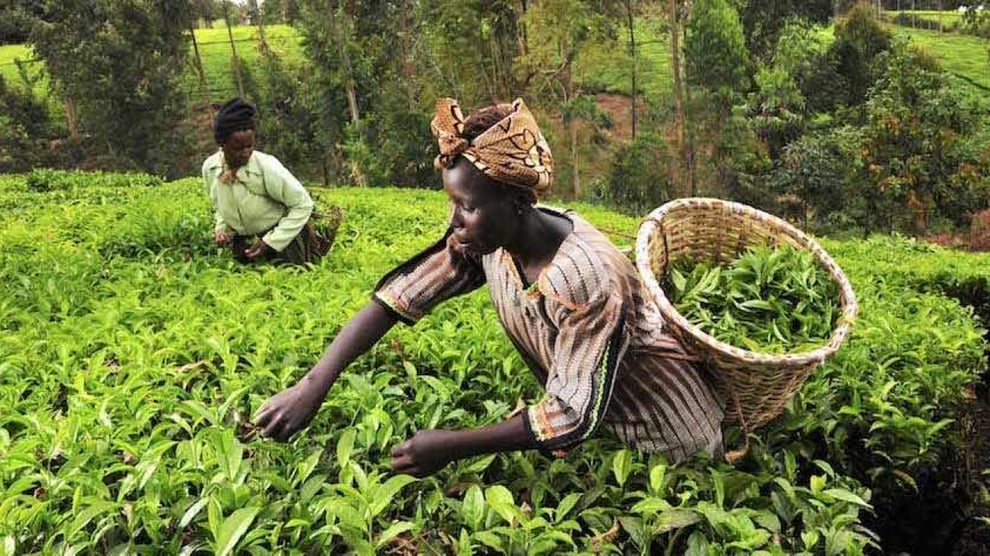 Food Crisis: Group To Raise $500 Million For African Farmers