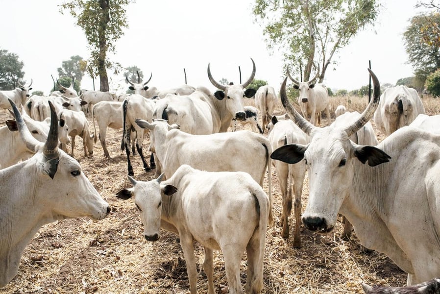Trader Docked For Alleged N1.9 Million Cow Fraud