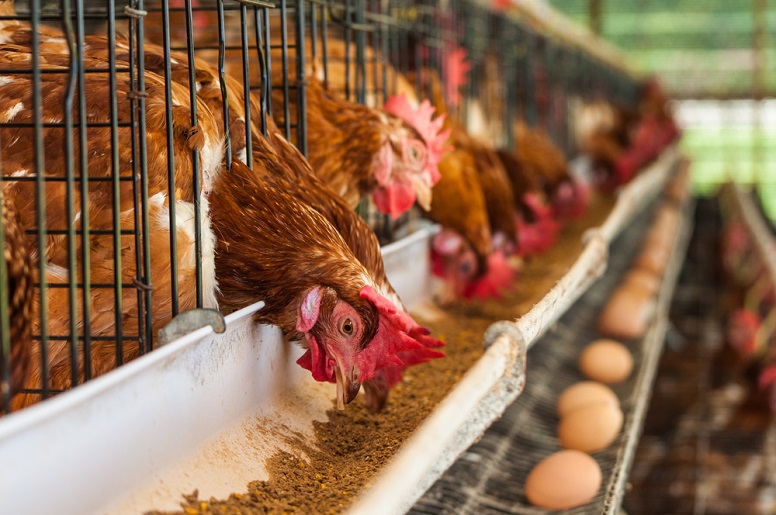 Poultry Industry Crisis: 25 Million Nigerians Risk Job Loss 