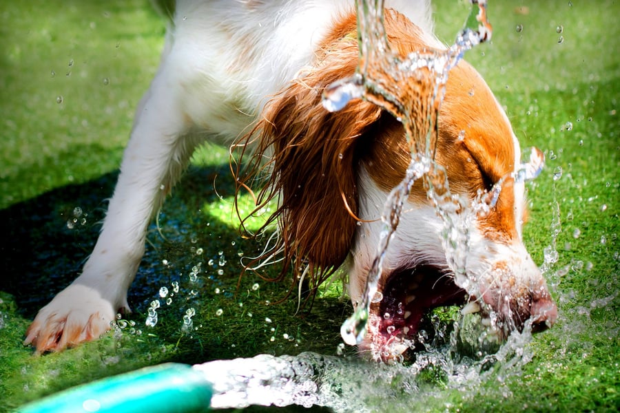 Summer: Global Warming Alert For Safety Of Dogs