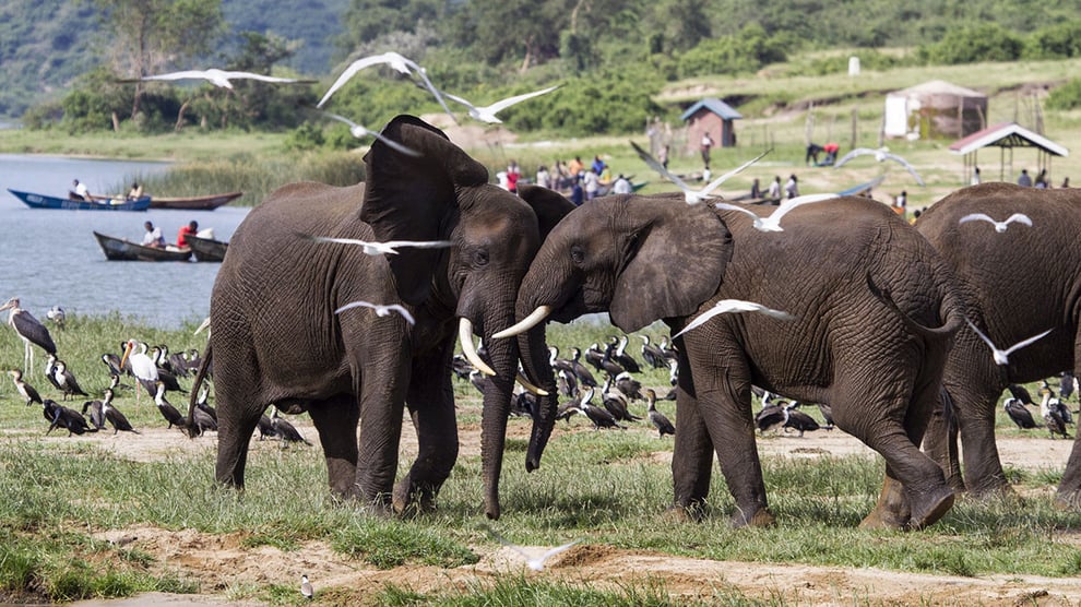 Africa: Wildlife Parks Face Climate And Infrastructure Threa
