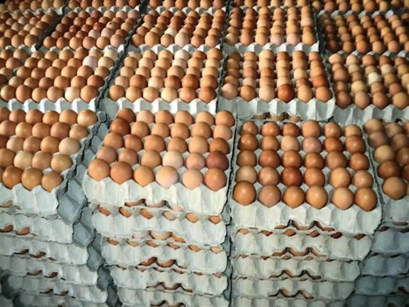 Naira Crisis: Poultry Farmers Lose Over N30 Billion Worth Of