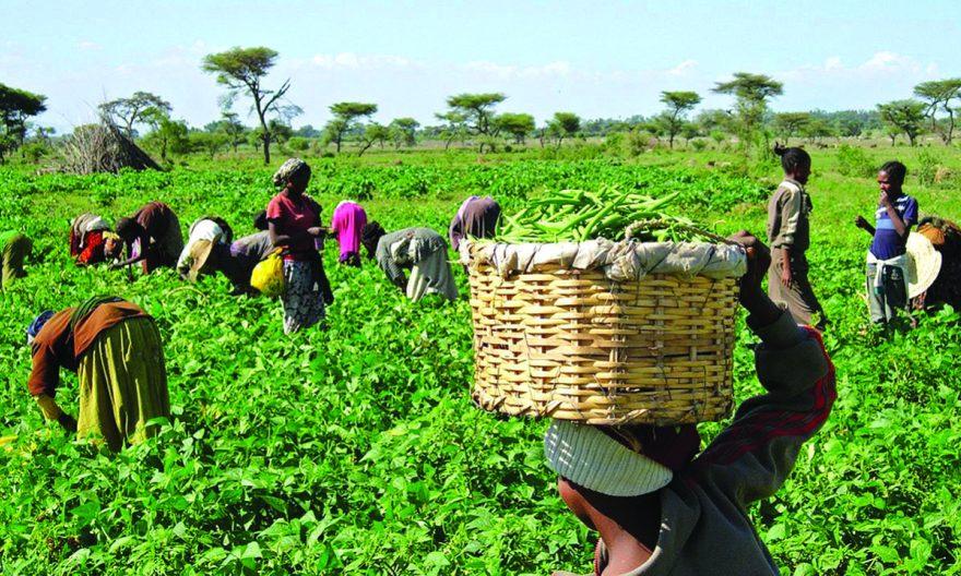 FG Set To Introduce New Agric Policy, Says Minister
