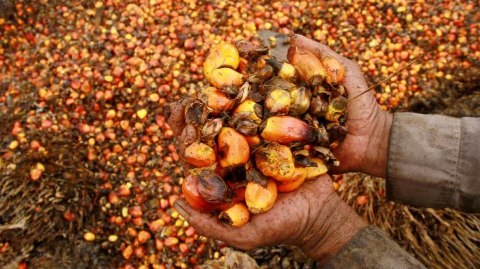 Indonesia To Tighten Palm Oil Exports