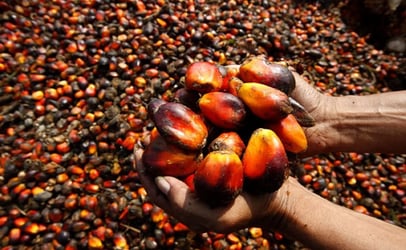 Presco MD Urges Government To Support Oil Palm Research   