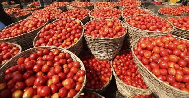 FG Sets Up Tomato Processing Plant In Nasarawa 