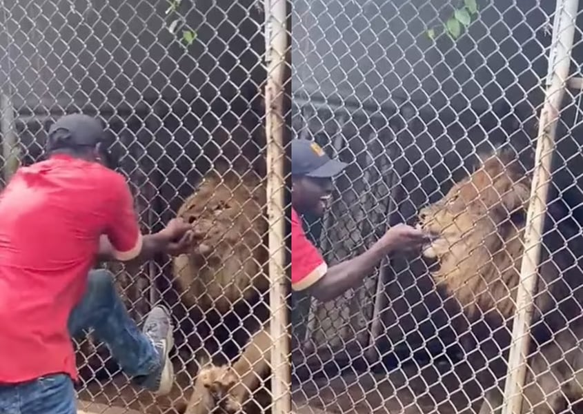 VIDEO: Horrific Moment Lion Bites Off Zoo Worker's Finger