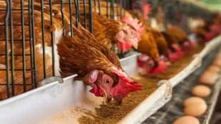Poultry farmers blame forex crisis on rising egg prices 