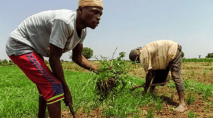 Over 80 per cent of farmers remain poor - Report