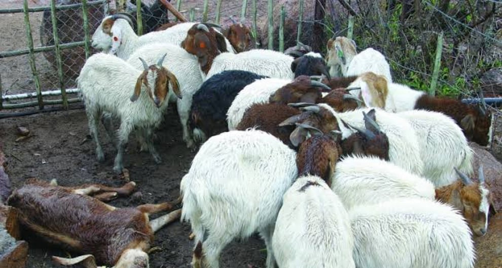 South Africa: 56 Goats, 10 Sheep Recovered By Police During 