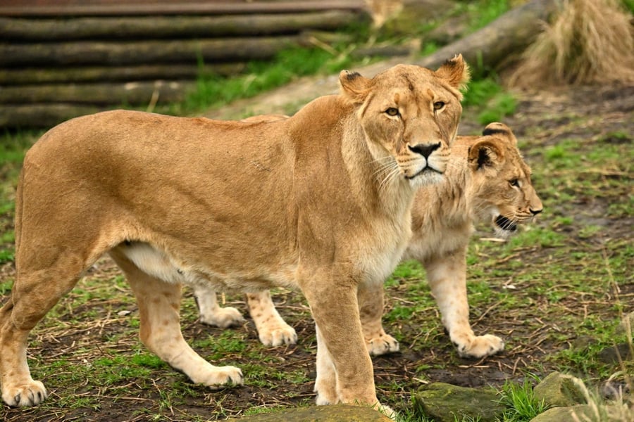 Five Lions Escape From Zoo In Australia