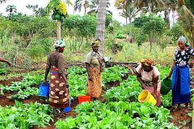 FG Empowers Bauchi Pastoral Women Farmers