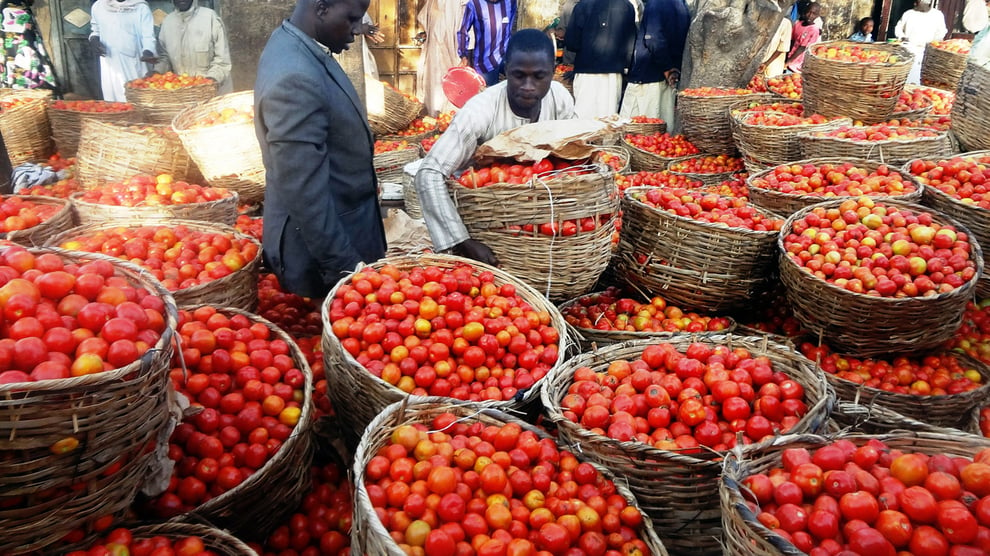 Basket Of Tomato Now Costs N58,000 In Kwara 