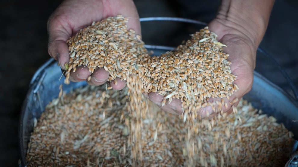 Ukraine Pledges 50,000 Tons Of Wheat For Ethiopia, Somalia