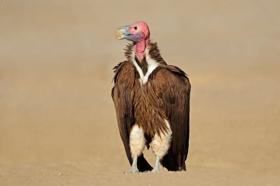 Poachers Poison, Kill 150 Critically Endangered Vultures In 