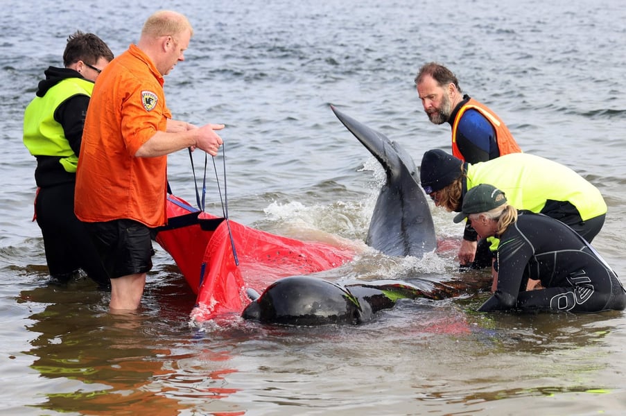 Australia: Rescuers Save 32 Of 230 Stranded Whales