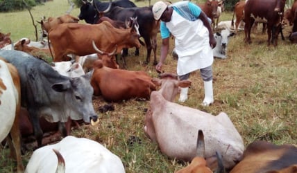 Anthrax: Infected Animals Discovered, Destroyed In Lagos