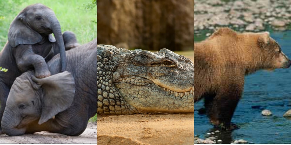 Top 10 Biggest Animals In The World - AllNews Nigeria