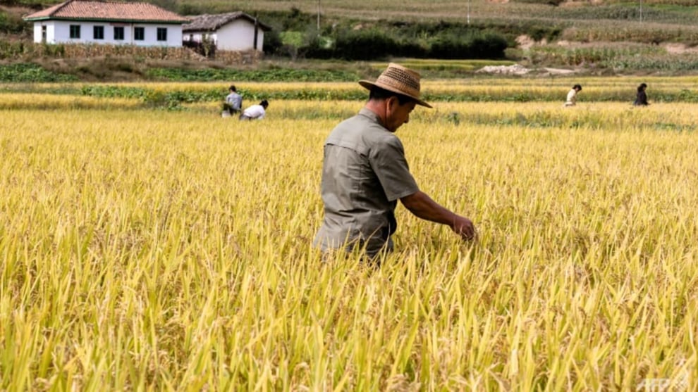 Food Shortages: North Korea Paper Warns Against ‘Poisoned 