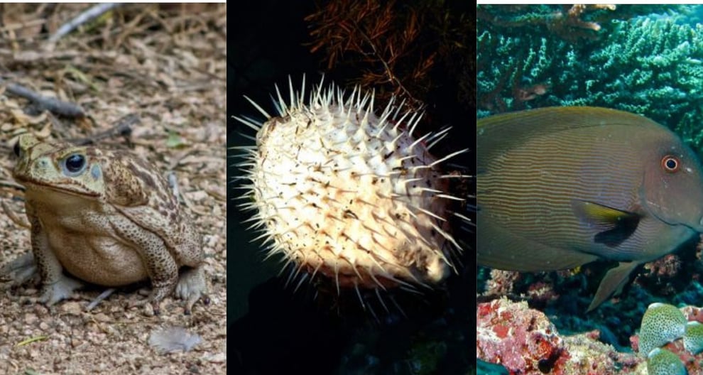 Top 10 Most Poisonous Animals In The World AllNews Nigeria