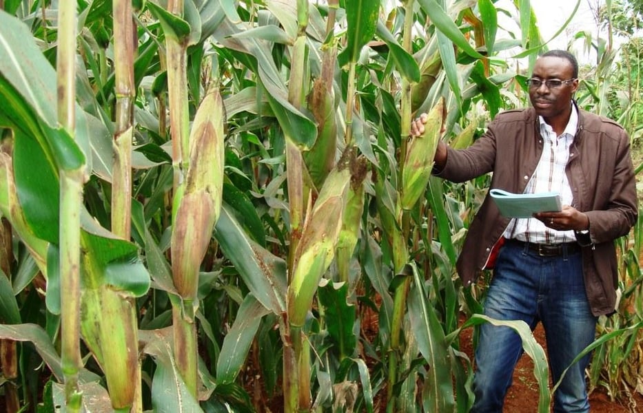 Government Approves Genetically Modified  'Tela' Maize For O