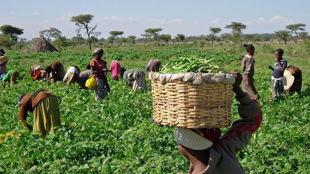 6,600 Farmers In Nasarawa Set To Benefit From Ten-Year Agric