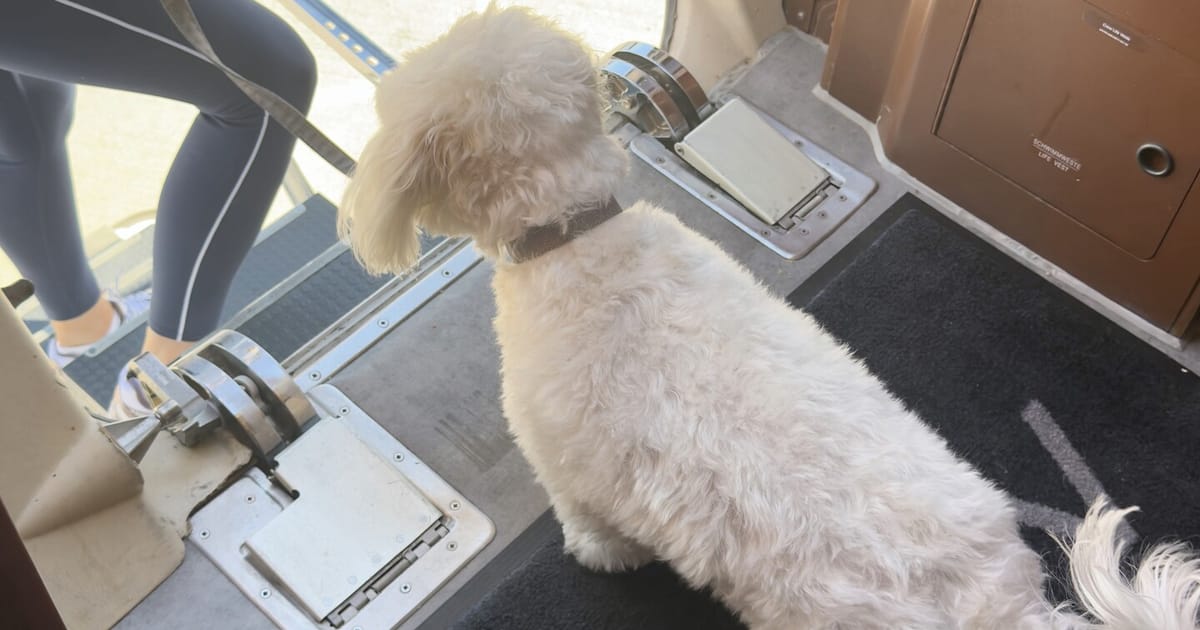 Poodle-cross standing by the quilted jet seat at the cabin door
