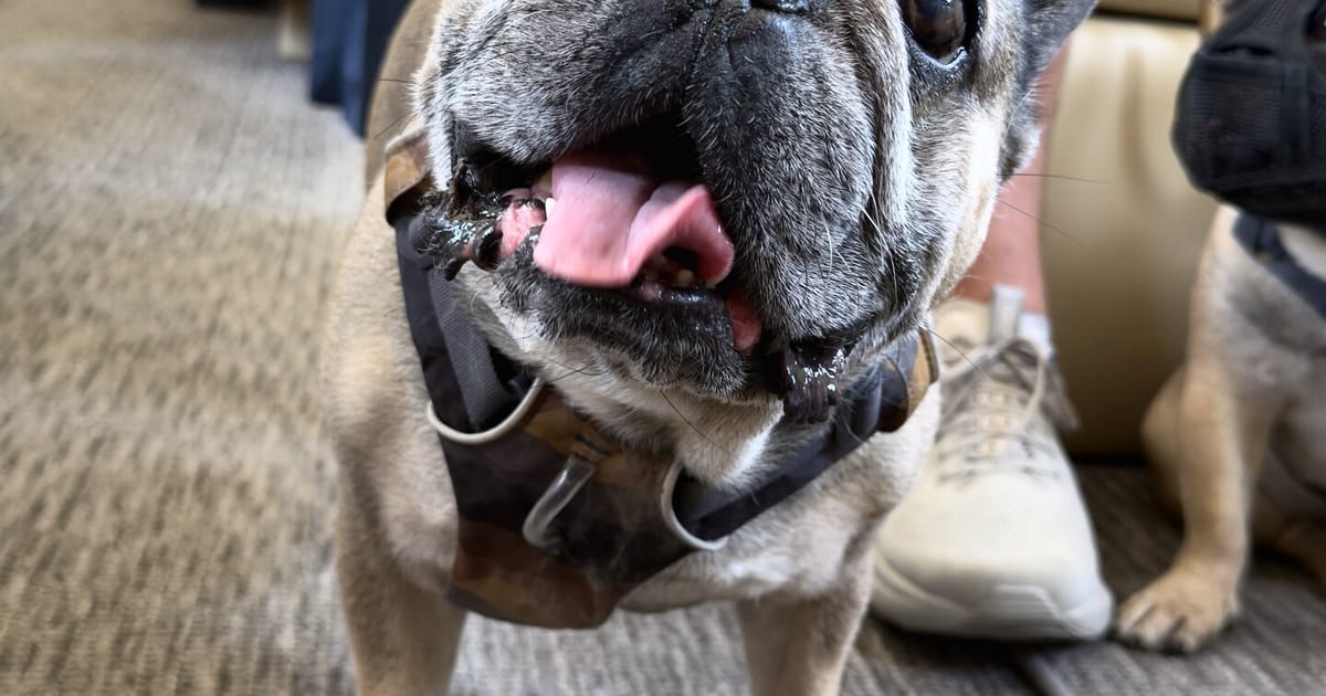 French bulldog sitting on a quilted private-jet cabin seat