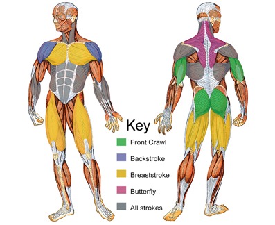 Source https://web.archive.org/web/20150926145156/https://swimtoslim.com/wp-content/uploads/2010/11/muscle-groups1.jpg