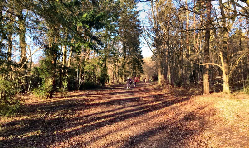 Wendover Woods parkrun