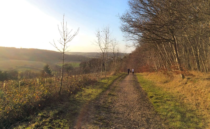 Wendover Woods parkrun